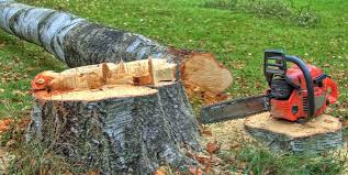 How Our Tree Care Process Works  in  Towanda, PA