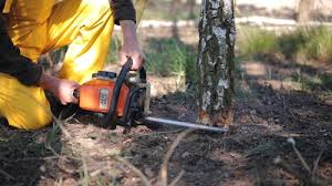 Best Tree Fertilization  in Towanda, PA
