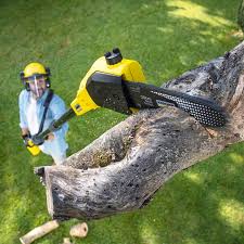 Professional Tree Care in Towanda, PA