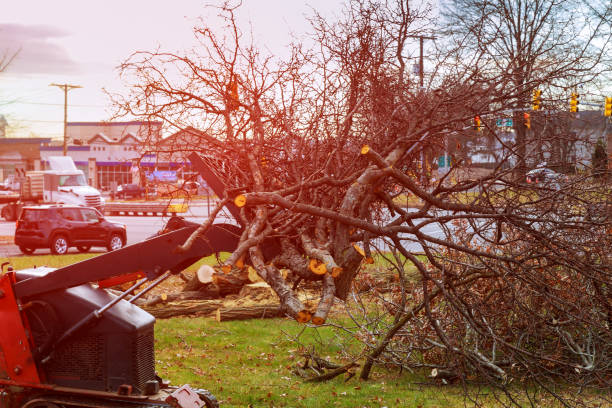 Best Tree Removal  in Towanda, PA