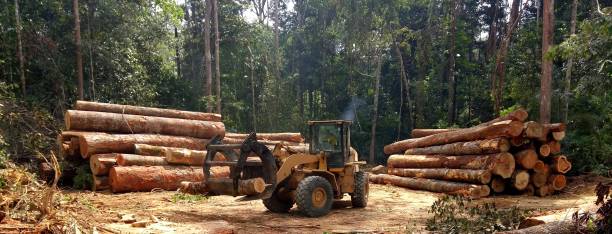 Best Root Management and Removal  in Towanda, PA