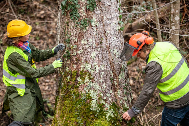 Best Seasonal Cleanup (Spring/Fall)  in Towanda, PA