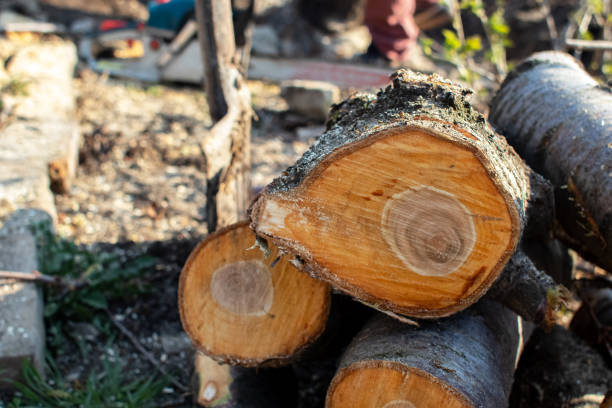 Best Commercial Tree Services  in Towanda, PA