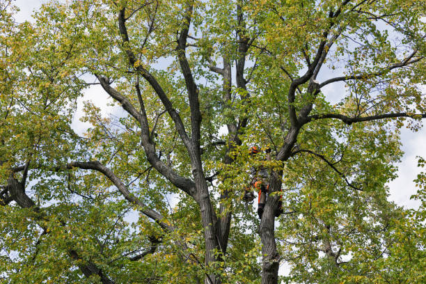 Best Utility Line Clearance  in Towanda, PA